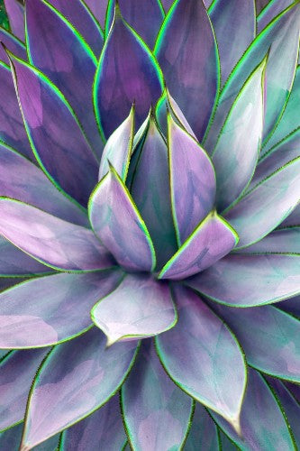 ChromaLuxe Print