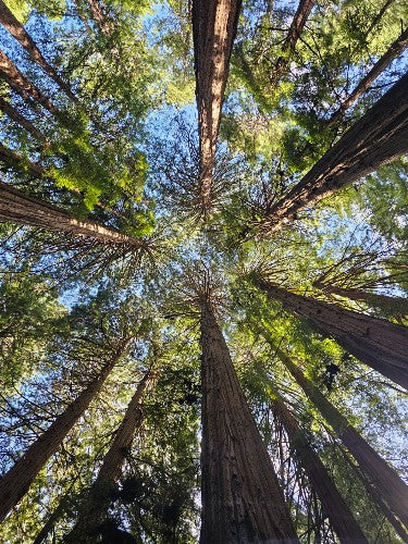 Photo Print