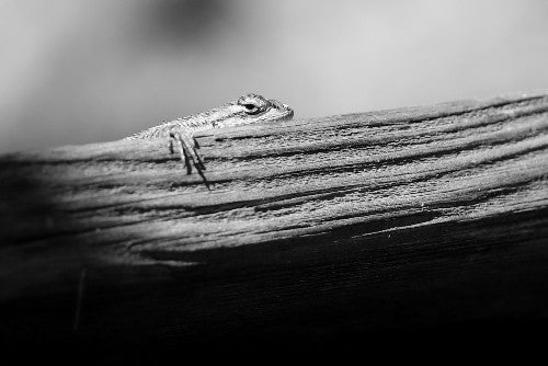 Wood Print