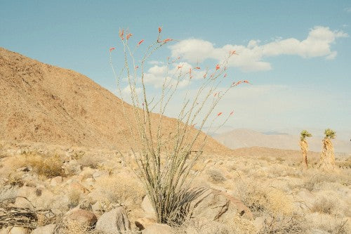 Photo Print